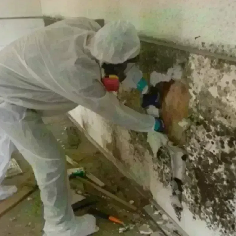 Mold Remediation and Removal in Mendon, UT